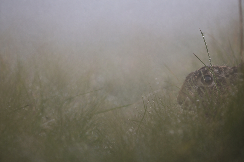 Wildlife Montenegro