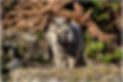 timberwolf-4730697_1920.jpg