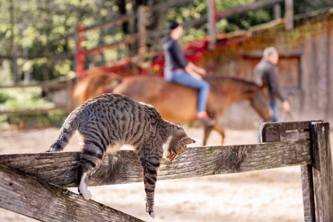 Delavnice TERAPEVTSKI PROGRAMI NA KMETIJI