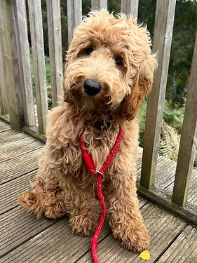 Berry being a very good cafe dog