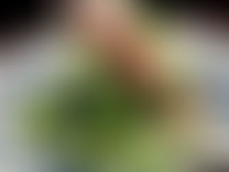 4/3(金)本日のおすすめ🦑