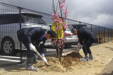 藤原一成潟上市長と谷口社長による植樹.jpg