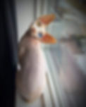 FB38AC37-E072-4E2F-8974-1D0EE4CF43E7.jpeg
