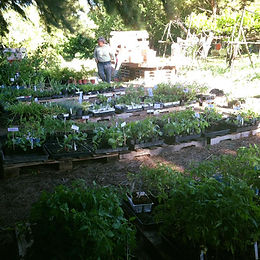 Spring Plant Sale and Open -CANCELLED