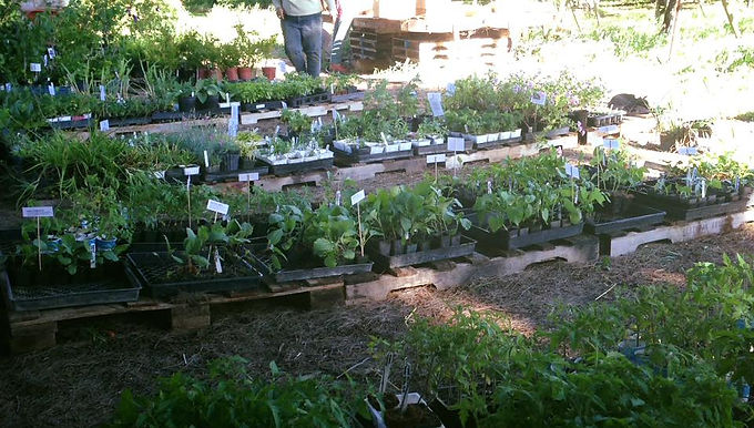 Spring Plant Sale and Open -CANCELLED