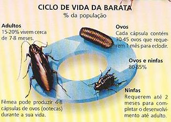 Imagem do O arquivo