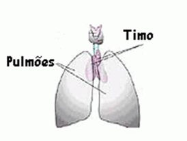 A GLÂNDULA TIMO É A ESPIRITUALIDADE E SAÚDE