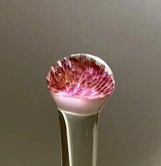 サムネイル： Divine Lotus