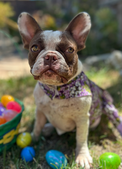 Image 4-6-26 at 4.09 PM (1).png