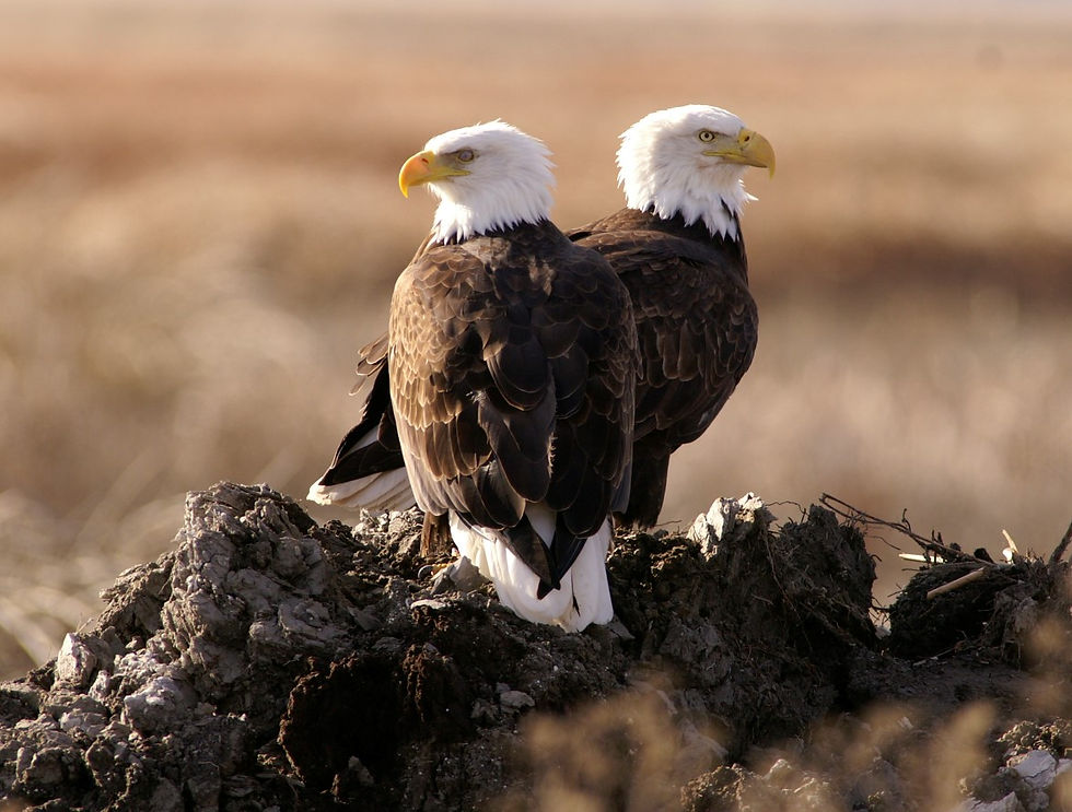 Klamath Eagles