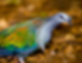 MW 2 Martin_Pepper_Nicobar_pidgeon260x1