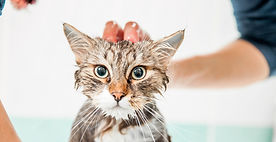 Is Cat Grooming Okay: Essential Tips for Happy, Healthy Cats