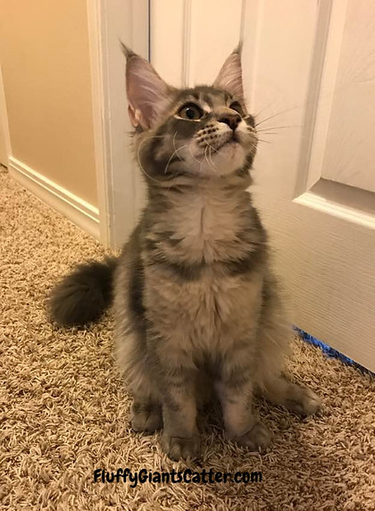 Maine Coon