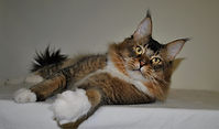 Maine Coon dad