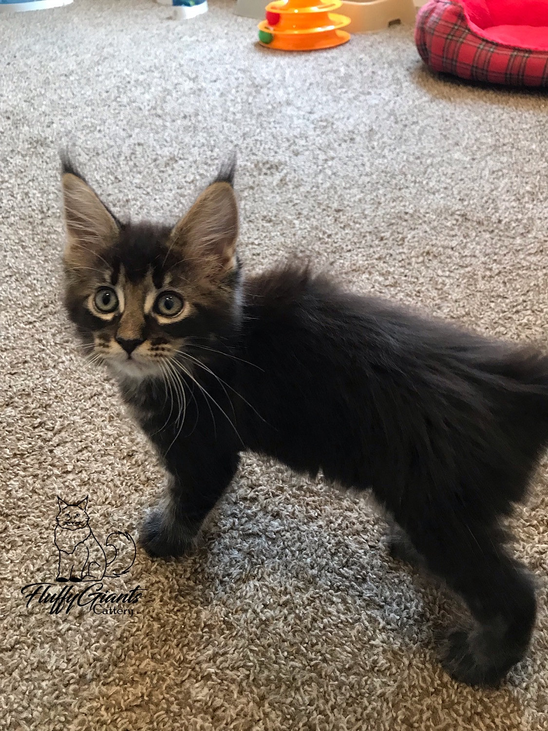 Maine Coon Kittens for sale | Fluffy Giants Cattery ...