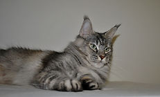 Maine Coon mom