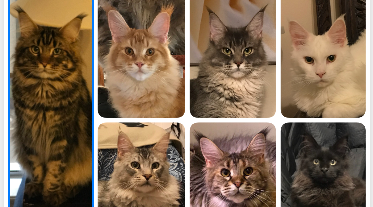Maine Coon Kittens for sale Fluffy Giants Cattery Bossier city, LA