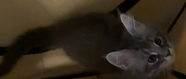 IMG_6785.PNG
