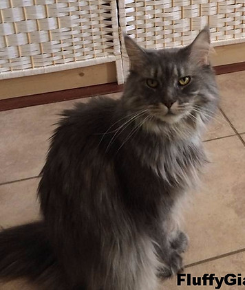 Gizmo Maine Coon Retired
