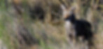 Coyote standing alert in a grassy area surrounded by dry bushes and vegetation, blending into the natural environment.