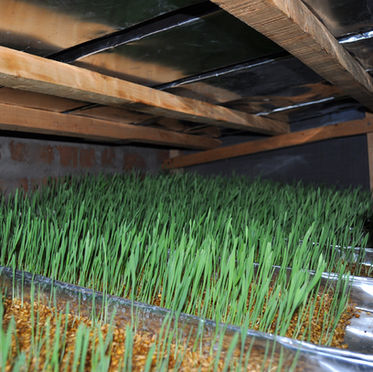 Miracle grass