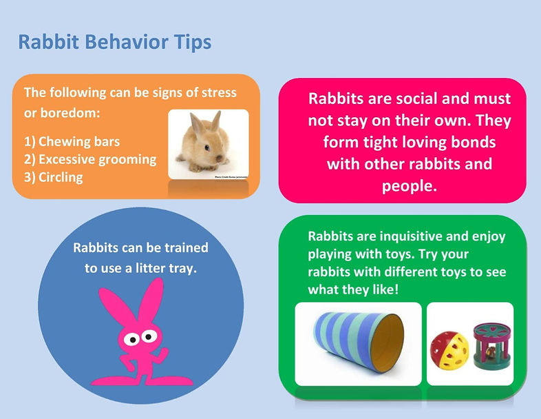 Rabbit Behavior | houserabbitsociety