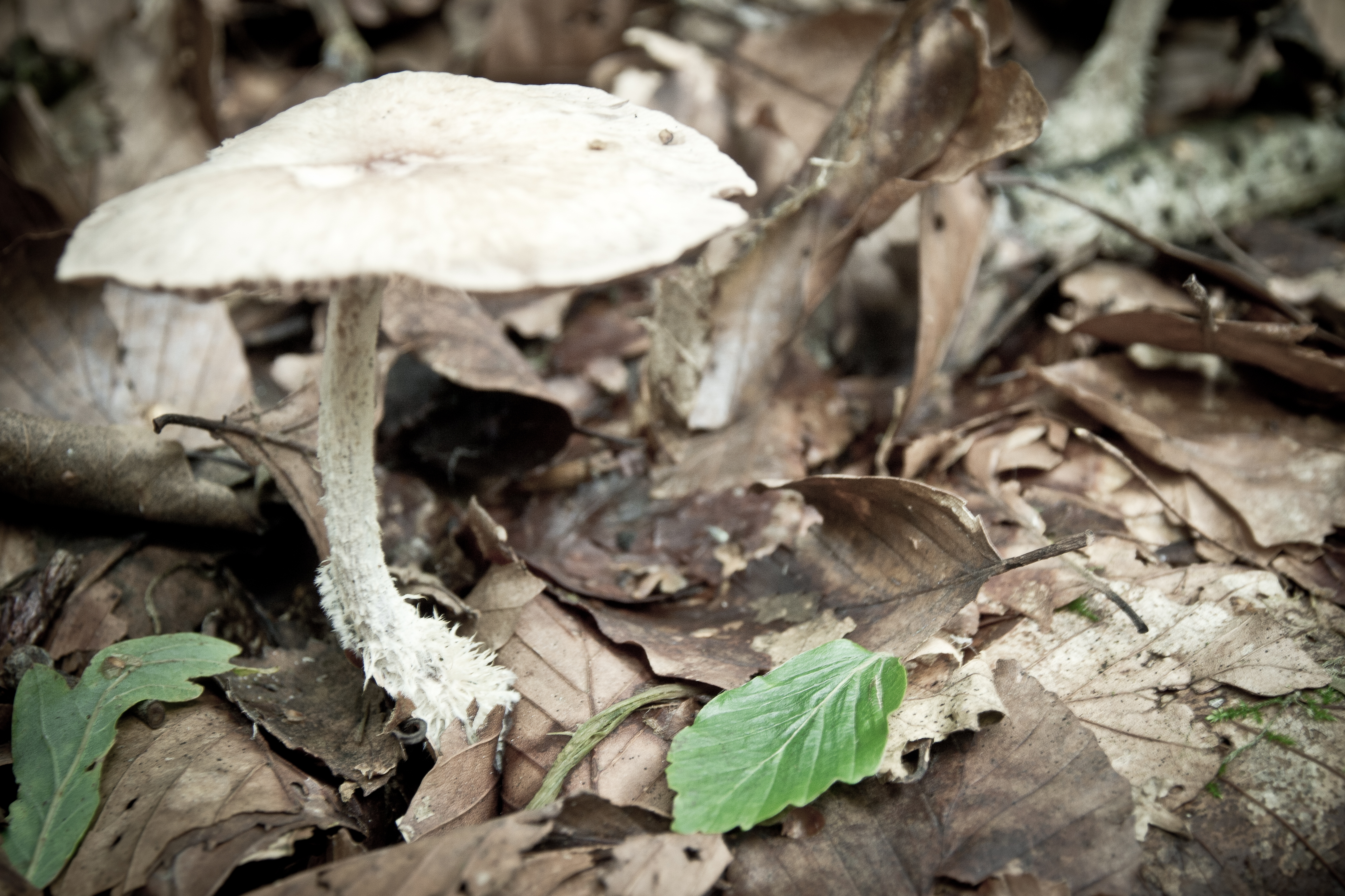 The Wood Woolly Foot - Collybia pero