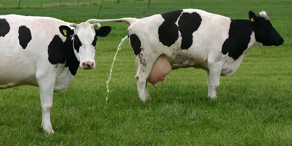 ree