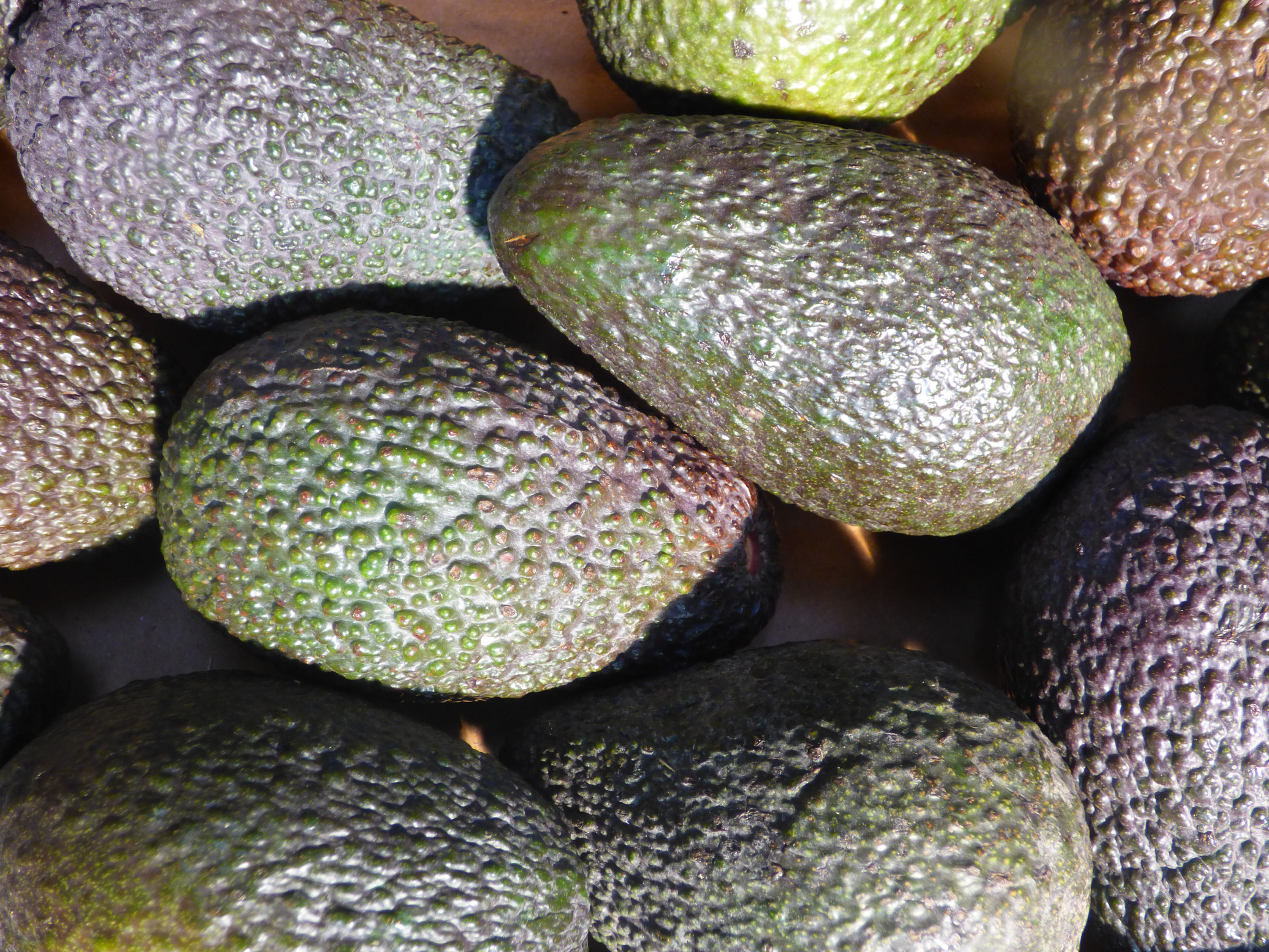 Avocado Hass groot | per stuk