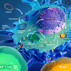 DNA vaccine mechanism of action in a dendritic cell and the immune response