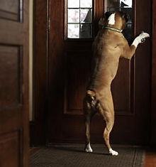 dog owner greet.jpg