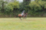 Professional Equestrian female riding on horseback with dense trees in the background
