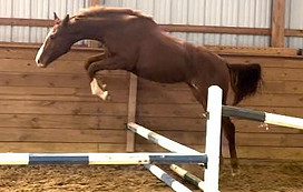 Chesnut filly with chrome jumping over a veritcle in an indoor arena. 