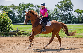 Women in a pink shirt riding a large chestnut gelding in a sandy outdoor arena, grass, trees and bushes in the background.
