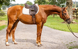 Chestnut filly warmblood standing in a gravel driveway wearing english tack. 