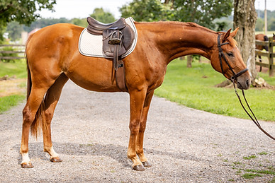 Chestnut filly warmblood standing in a gravel driveway wearing english tack.