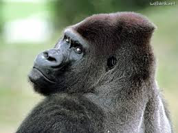 The "GORILLA!"