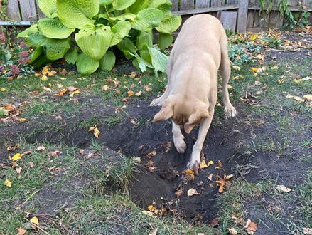 Rental owners are people too and most love animals. That’s why they know the realities of pet ownership and what animals can do.