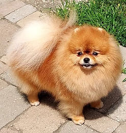 Natasha - CH NOWLAND'S LIVE WIRE .jpg