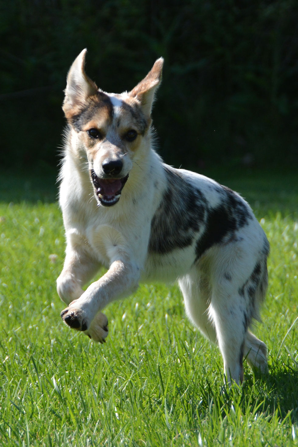 australian sheep dog