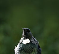 andrea-lightfoot-TUI.jpg