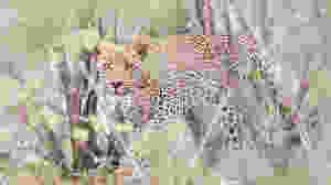 82aeca11-ea1f-413d-a56a-635e9df3232c