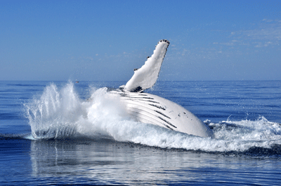 Whale Watching Tours in Iceland