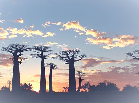 silhouette of trees during sunset_edited_edited.jpg