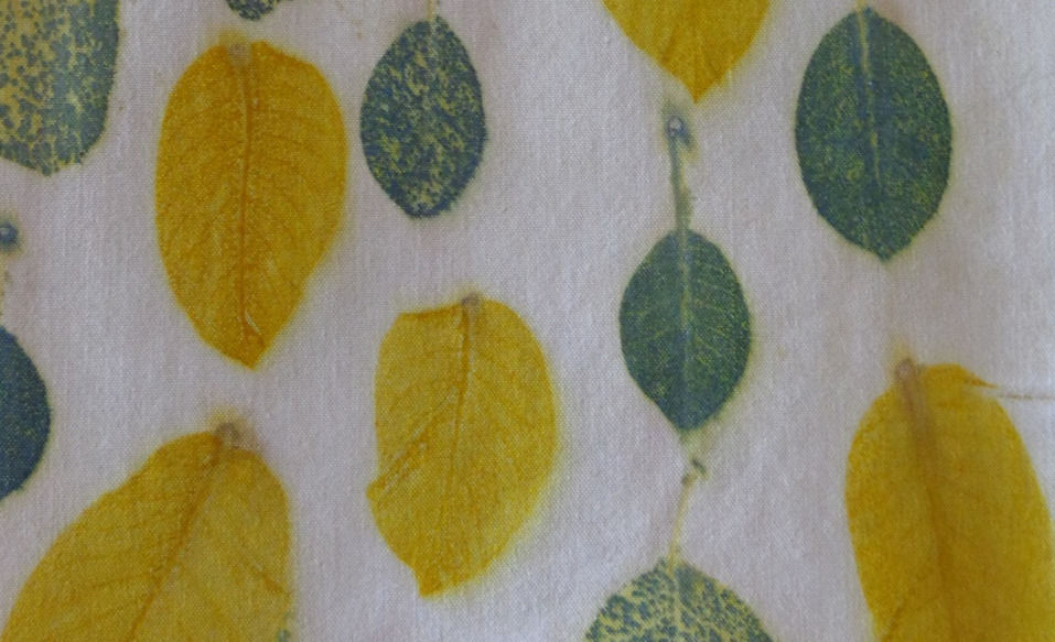 Noyer Cotinus_edited.jpg