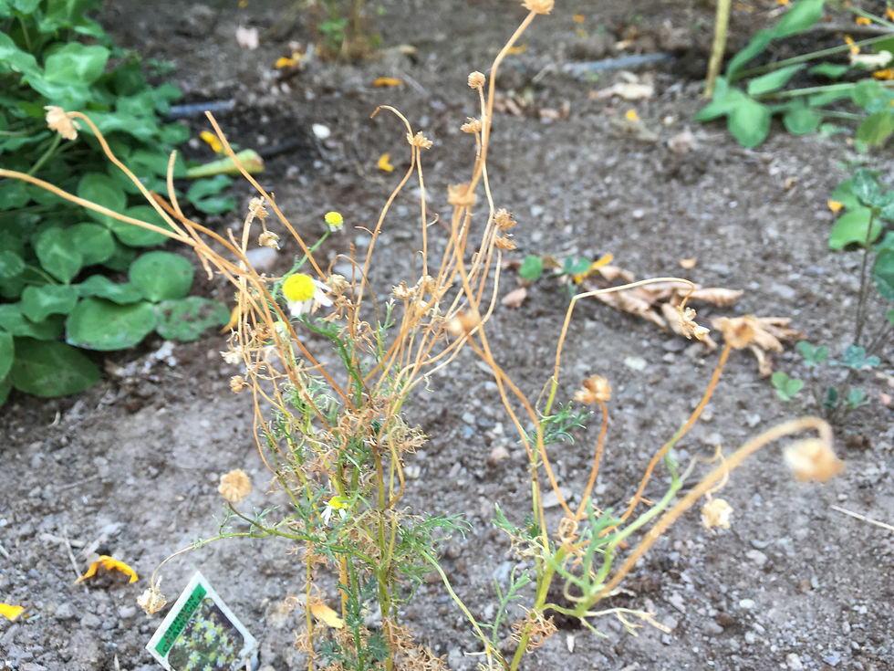 bolted and mostly dead chamomile