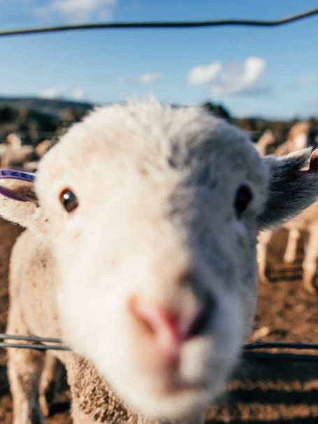 Do we Really Need to Wear Clothes Made From Animals?