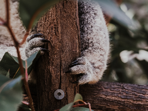 The Claws Are Out! Explore Wildlife Inspired Fashion