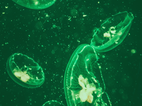 Microfibres, the Ocean's Biggest Predator