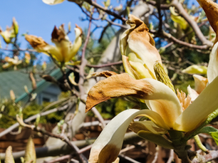 dying magnolia flowers after frost